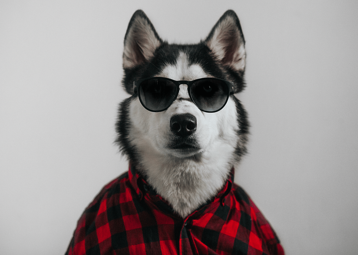 Gangster Dog Names: husky with sunglasses