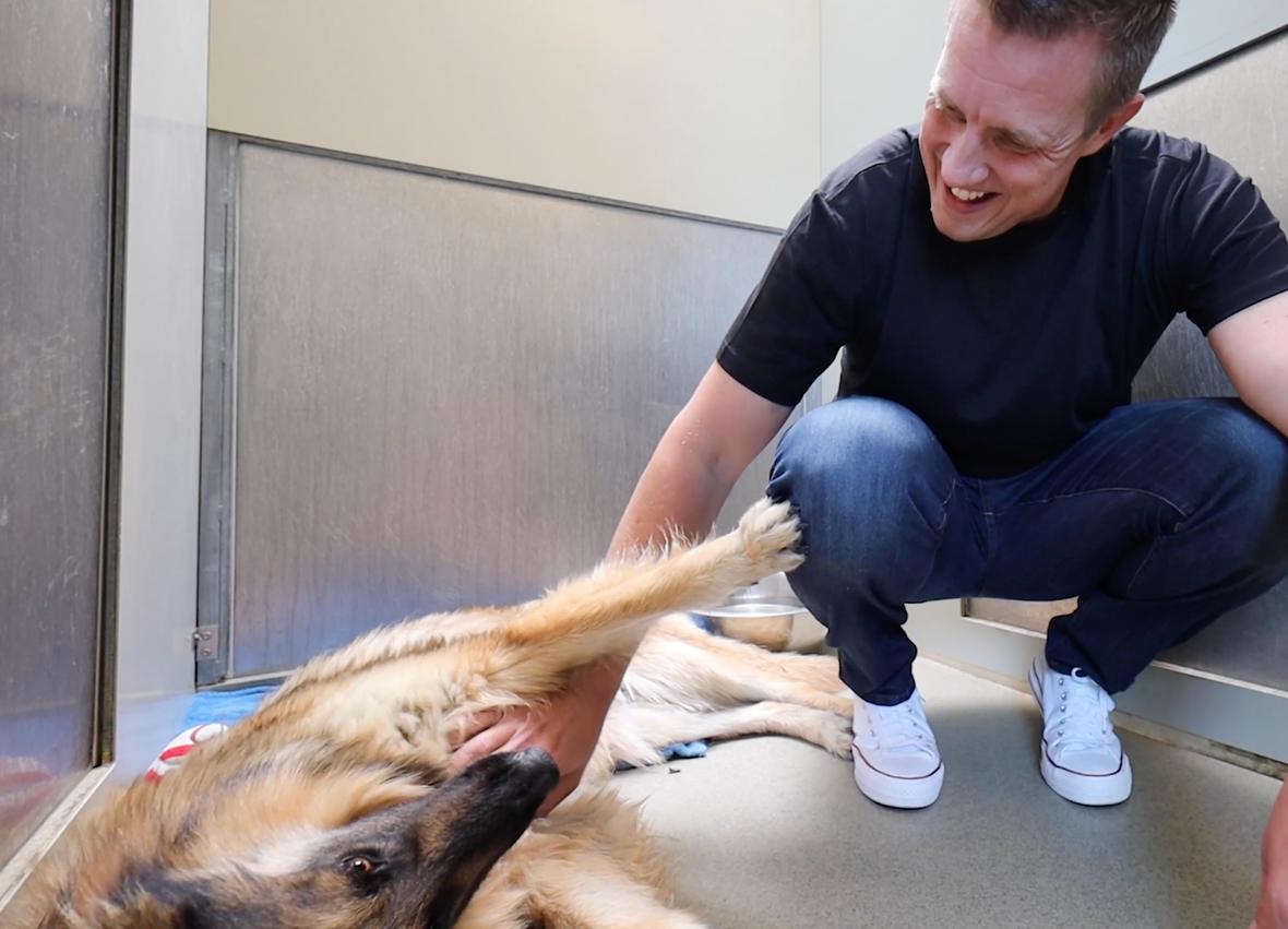 dog body language - How to Calm Your Reactive Dog