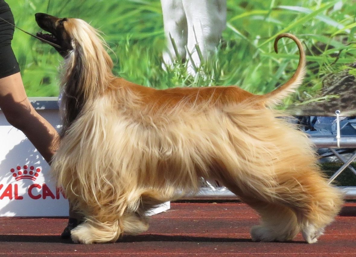 An Afghan Hound at a dog show