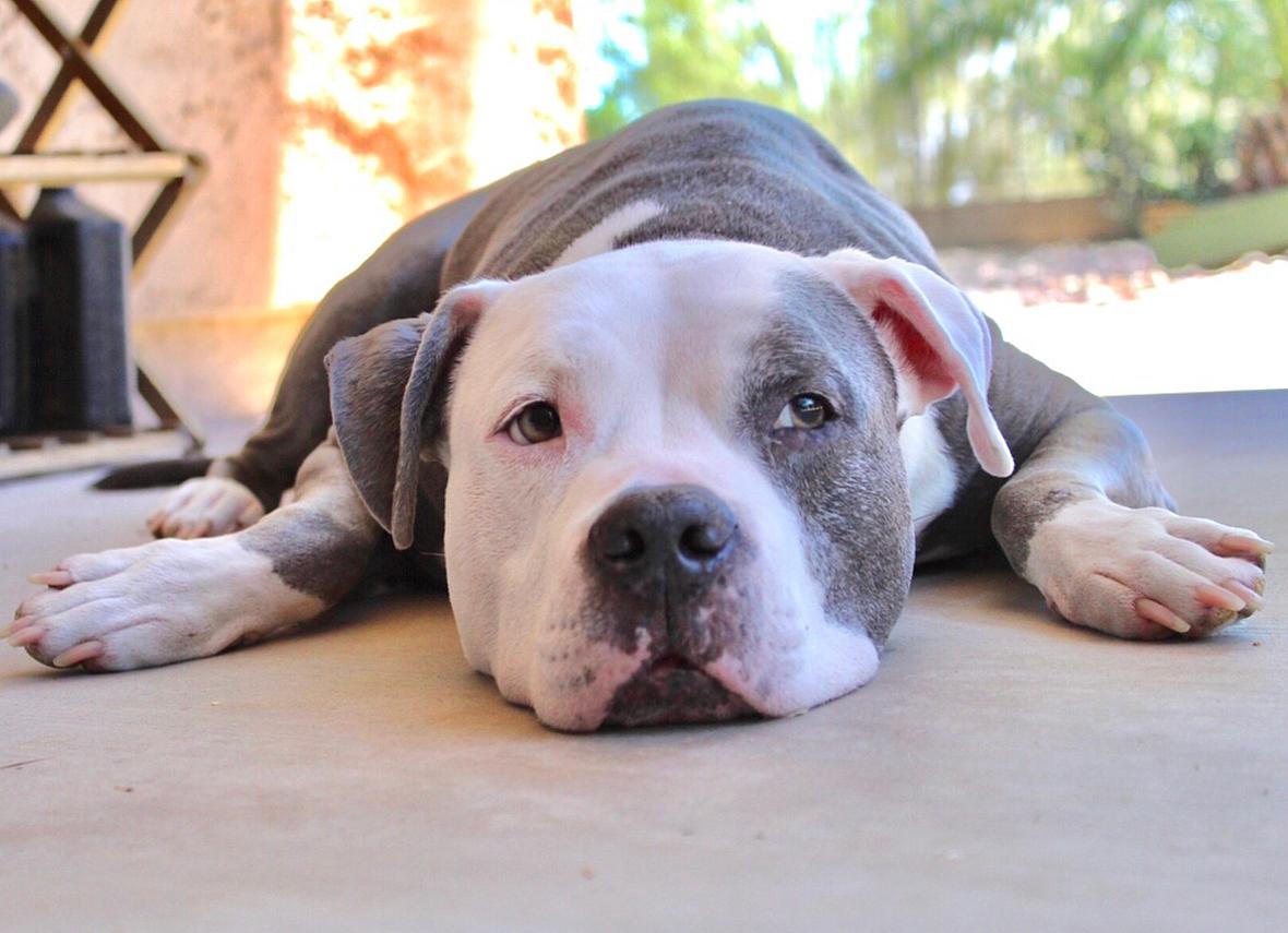 Pitbull Ban