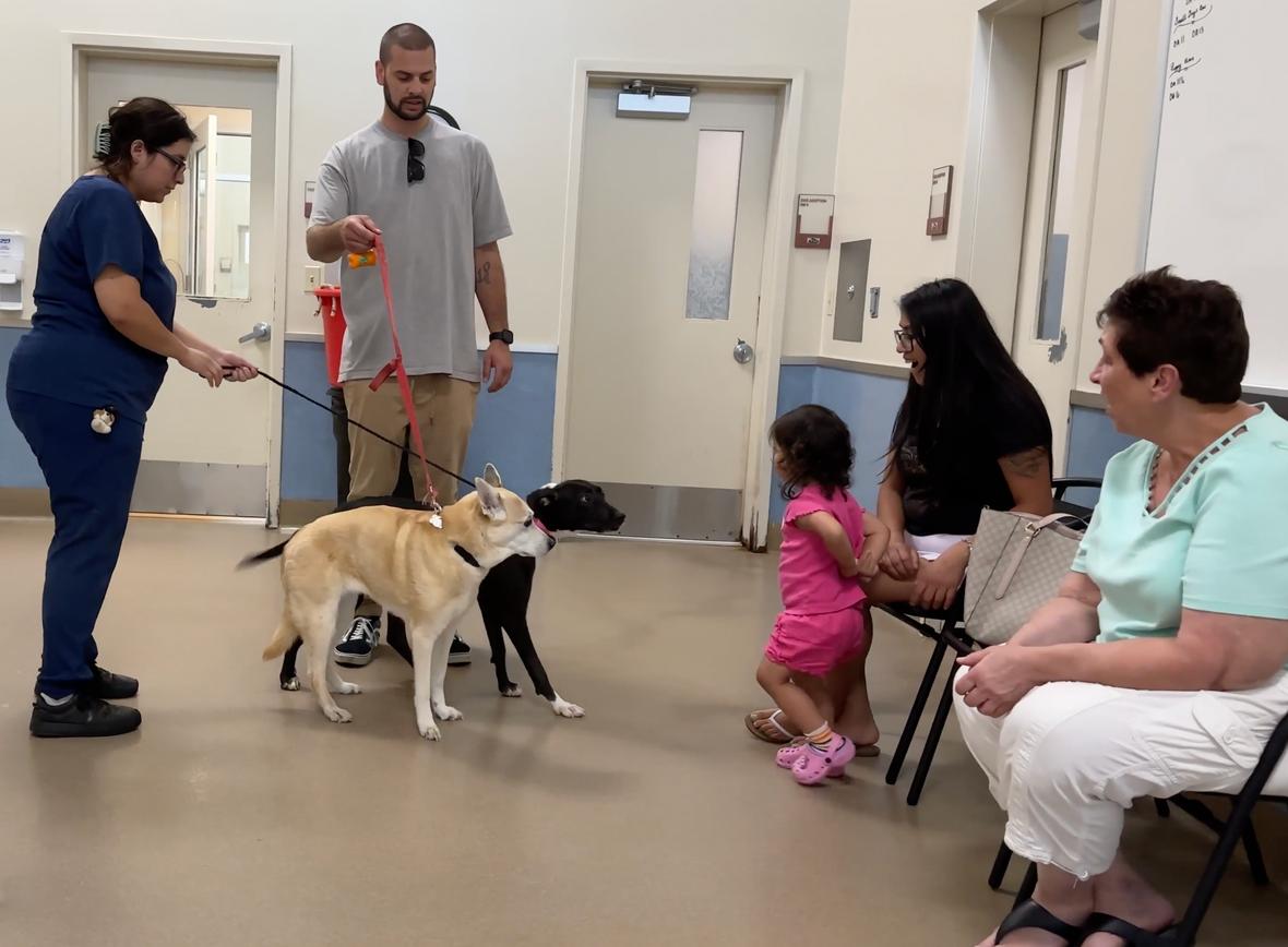 How to Calm Your Reactive Dog - meet and greet