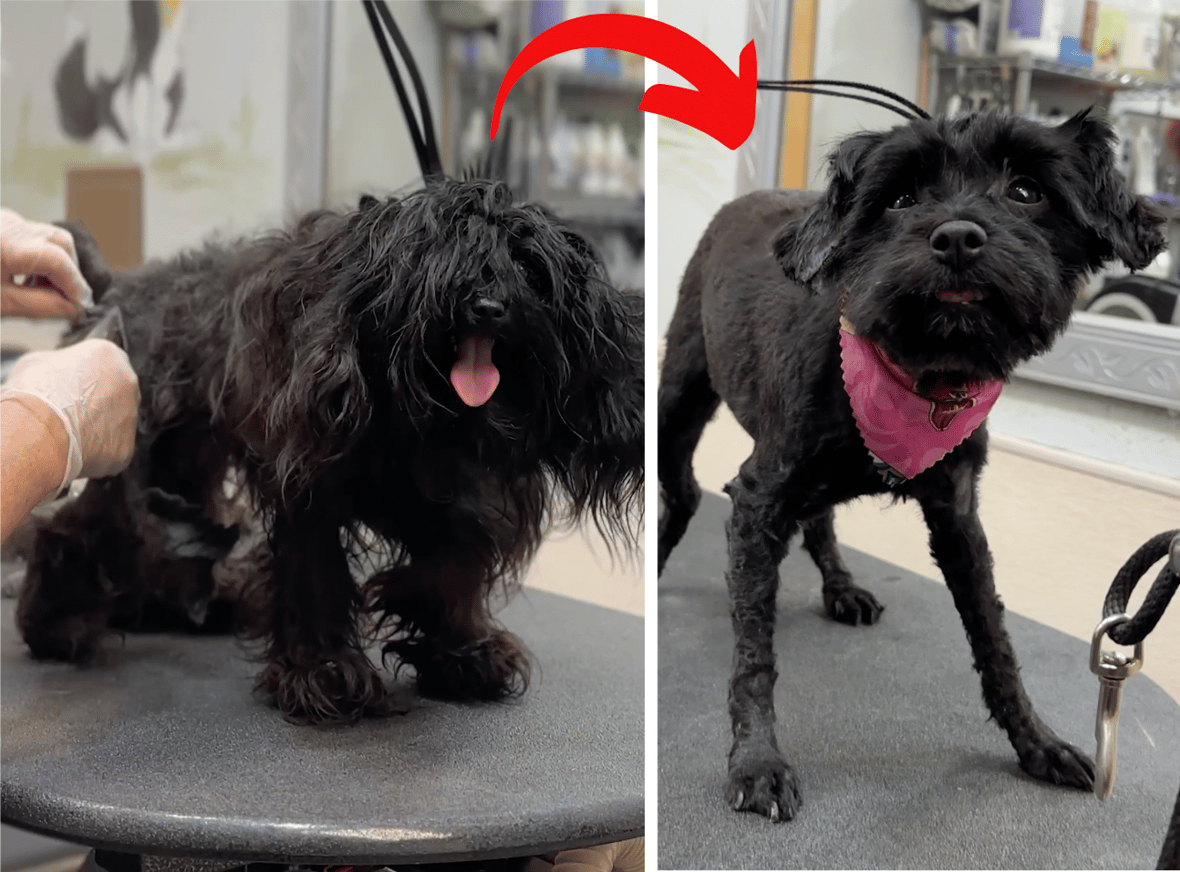 This Dog Was Just One Big Mat!