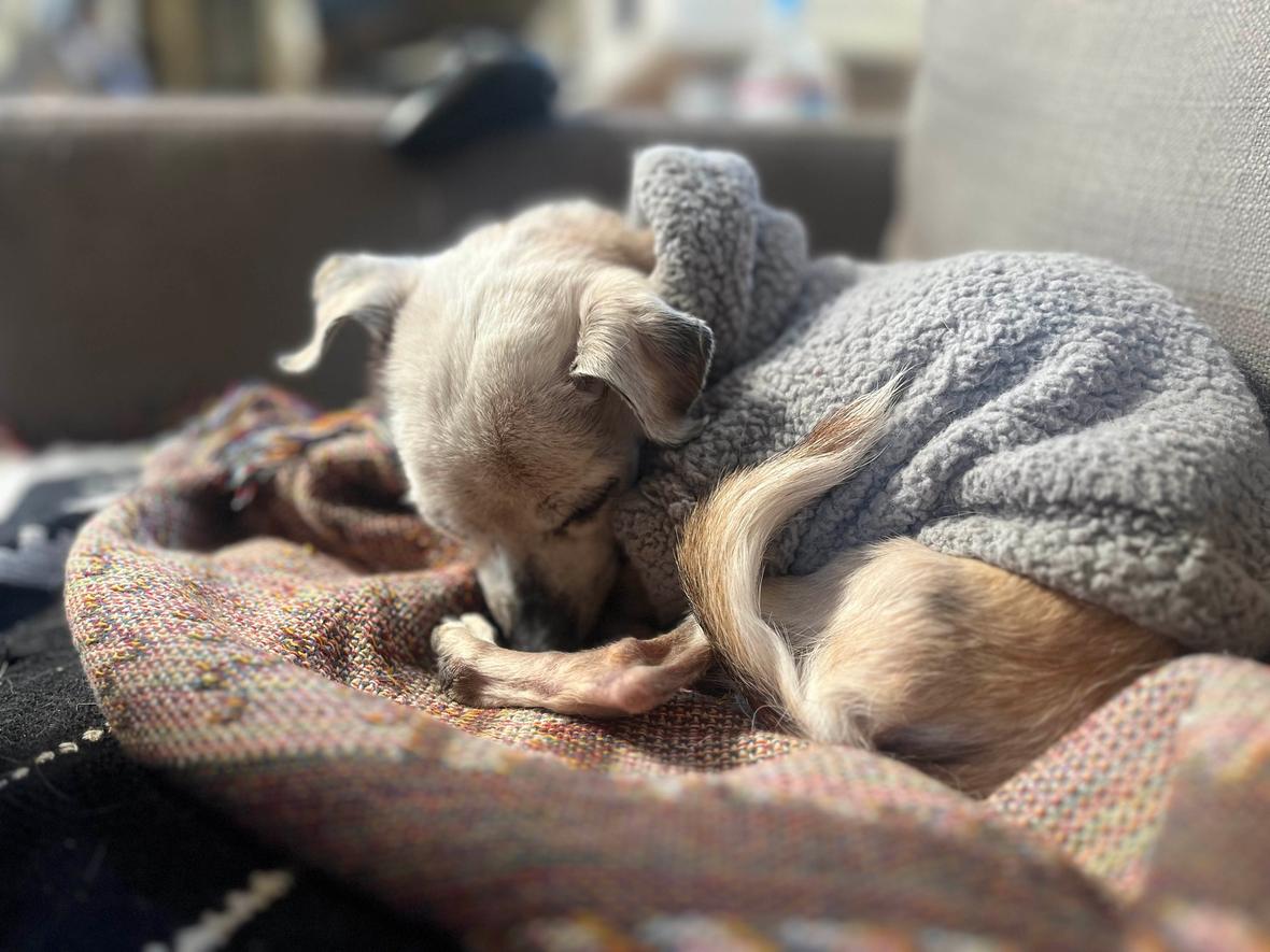 Couple Promised to Make 17 Year Old Blind Dog's Last Days Special. What They Achieved Was Beautiful