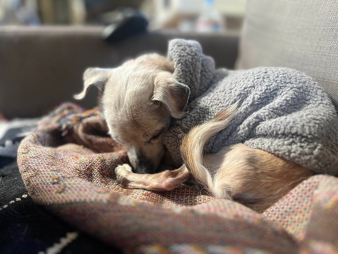 Couple Promised to Make 17 Year Old Blind Dog's Last Days Special. What They Achieved Was Beautiful