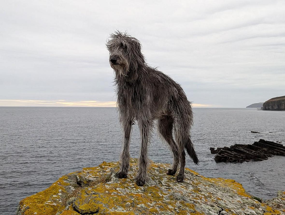 Scottish Deerhound