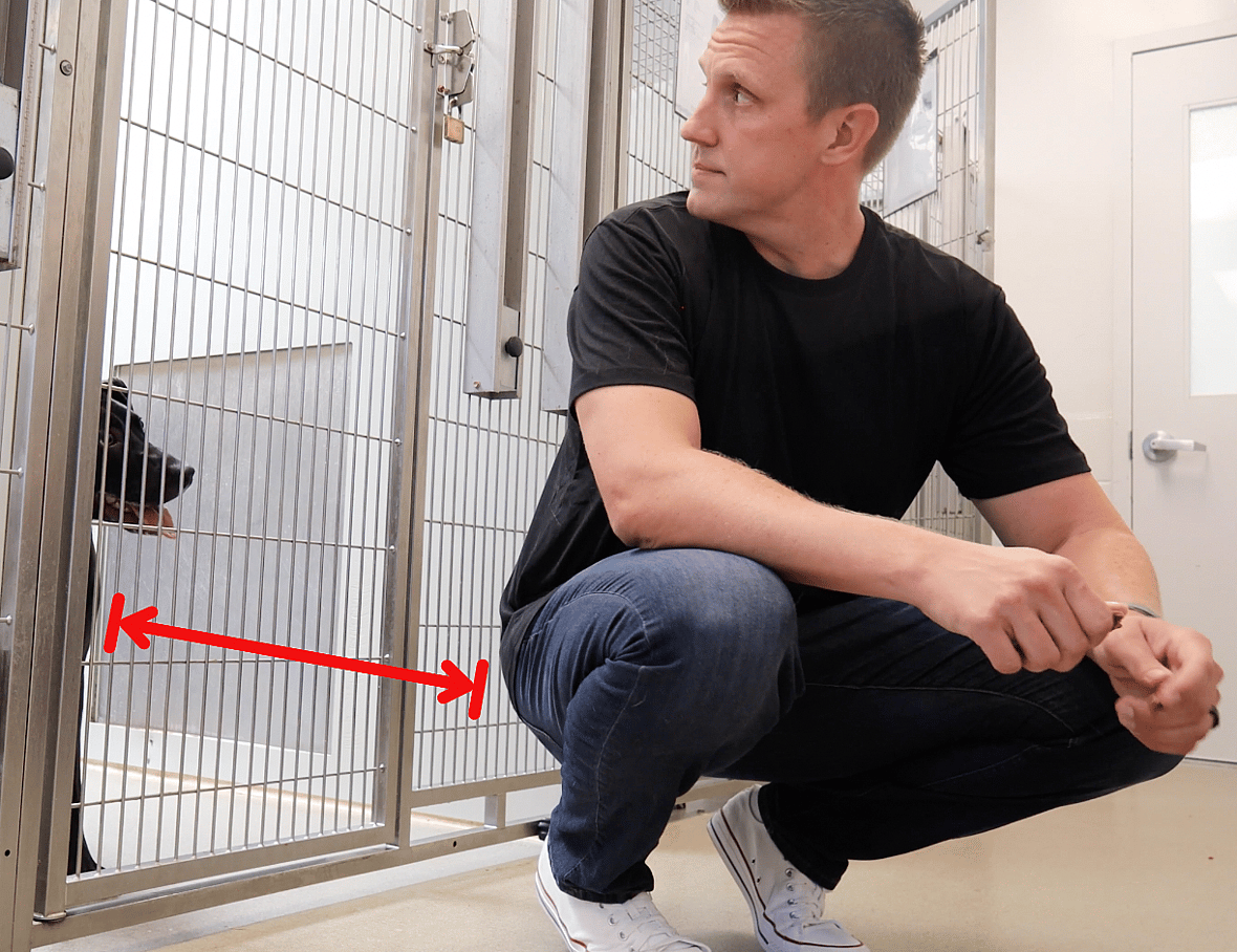 How to Calm Your Reactive Dog