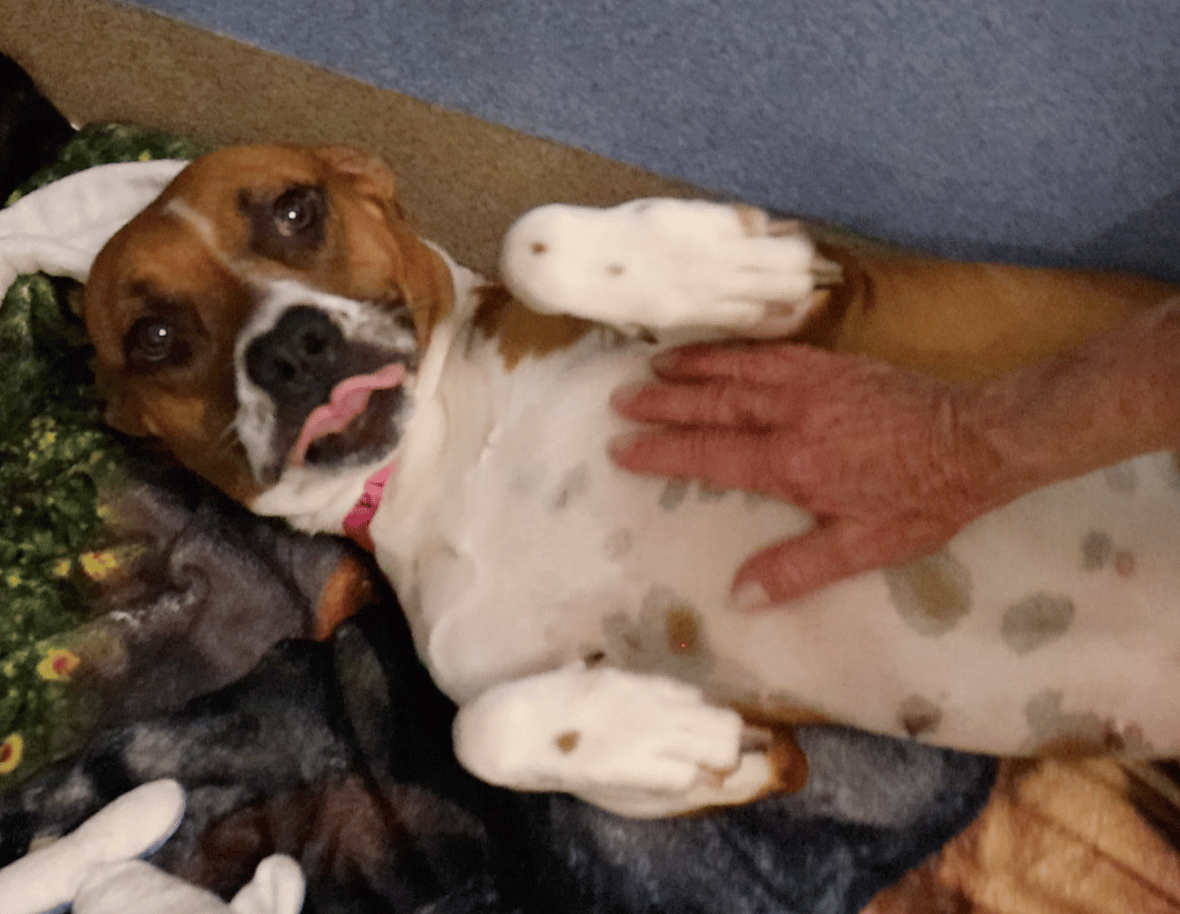 Sitting with dogs: Daisy