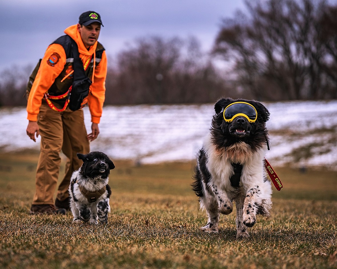 This Big Brave Dog Breed May Be the Answer to America's Lifeguard Shortage
