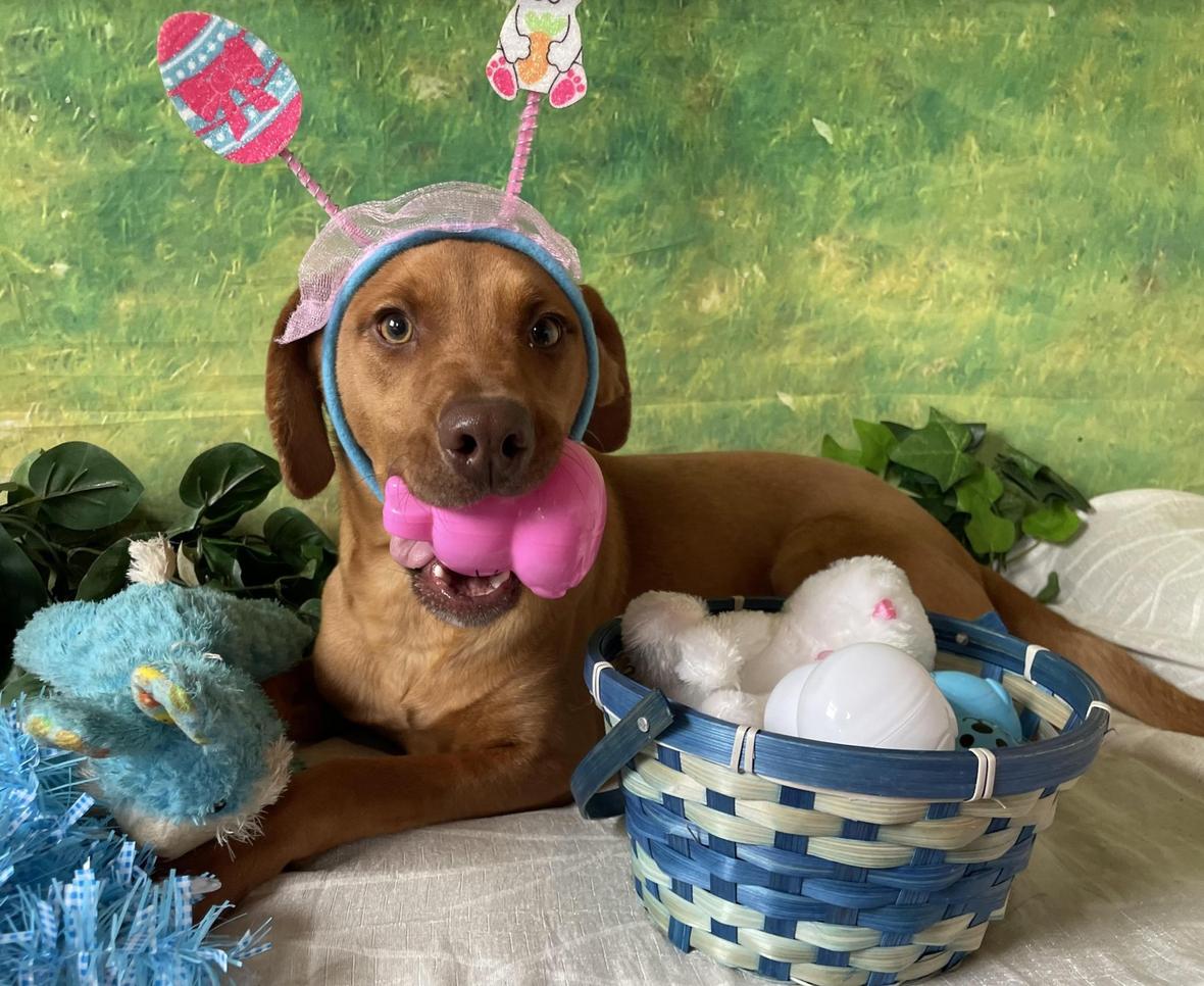 'Dazzling' Puppies Abandoned at Boarding Have Waited Months for a Home