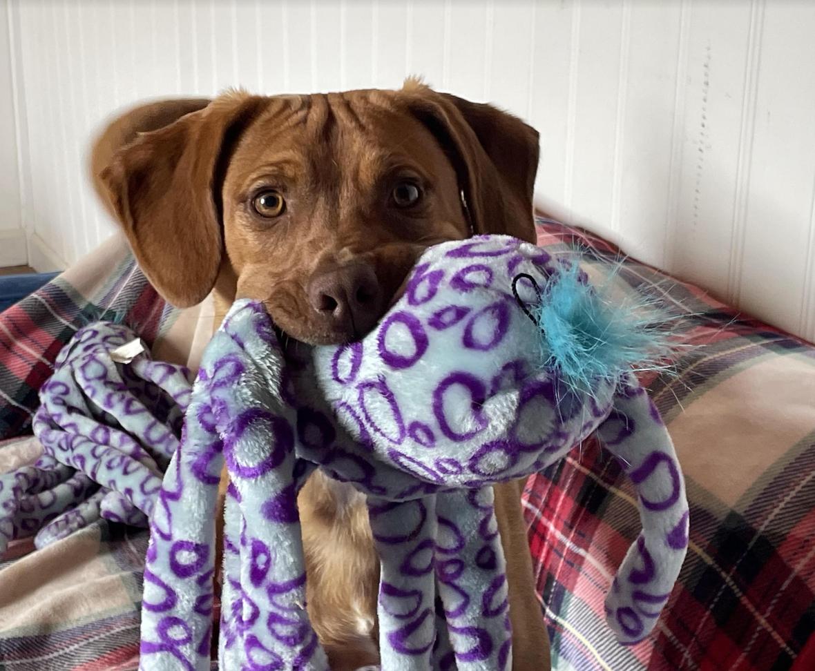 'Dazzling' Puppies Abandoned at Boarding Have Waited Months for a Home