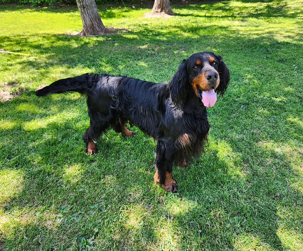 Gordon Setter
