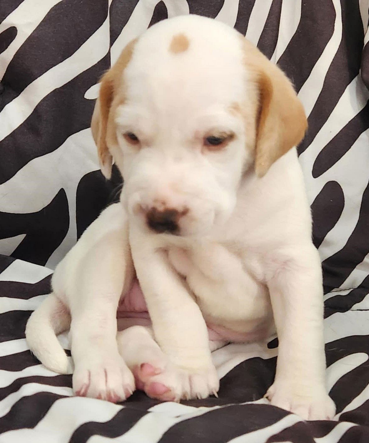 Charm's Puppy - Dazzle - Beagle