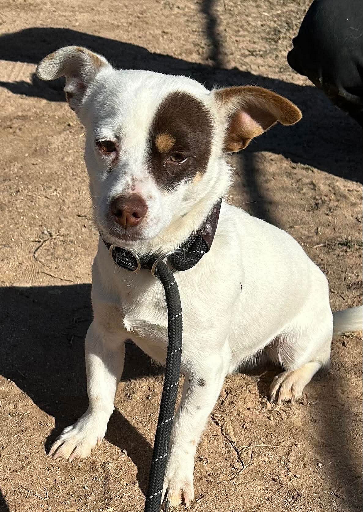 SPONSOR OR FOSTER ME - Colby