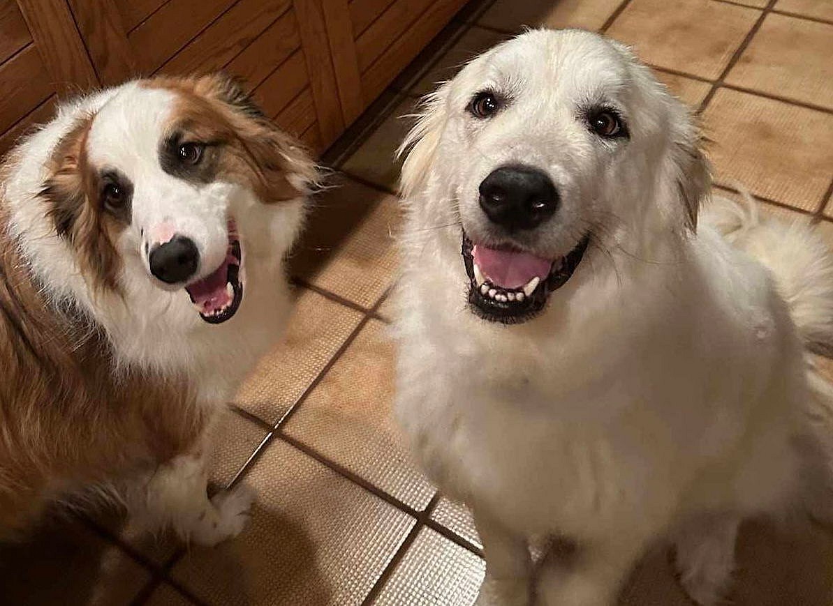 Luna - Great Pyrenees