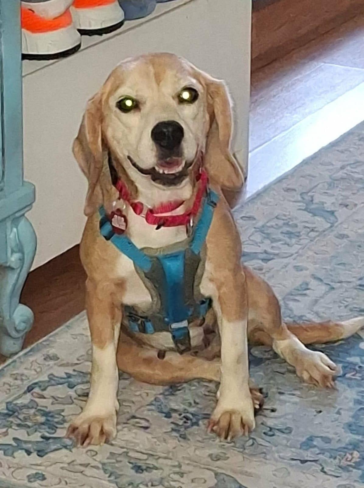 Bootsie - Beagle