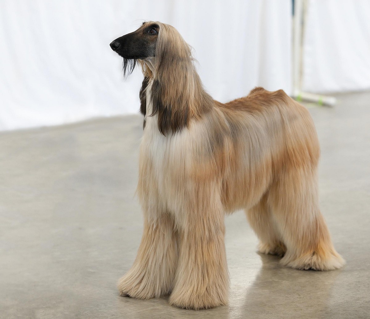 Close up of an Afghan Hound, Afghan Hounds are among the dogs with long ears