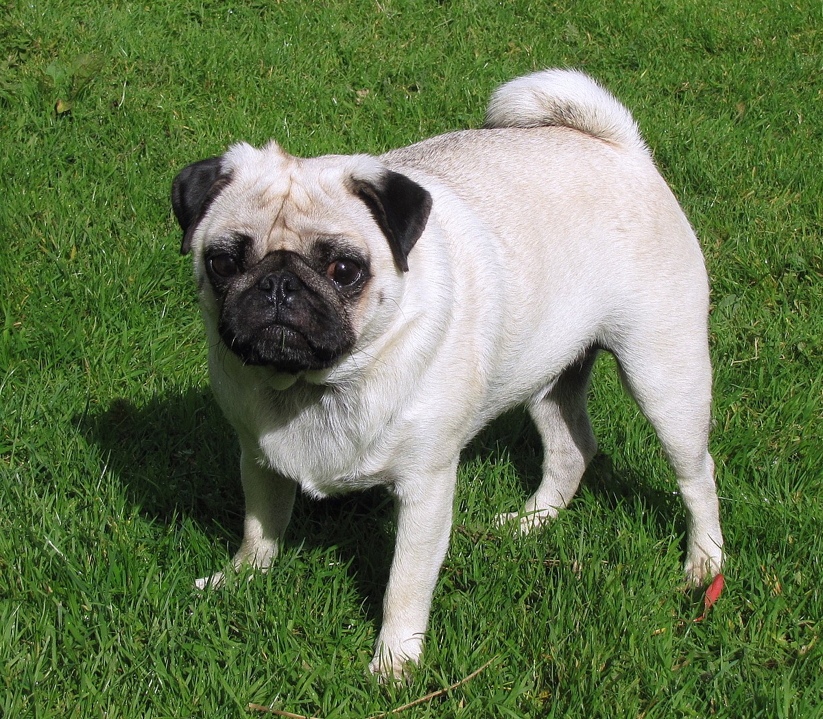 Close up of a Pug standing on green grass, Pugs are among the best dog breeds for cats