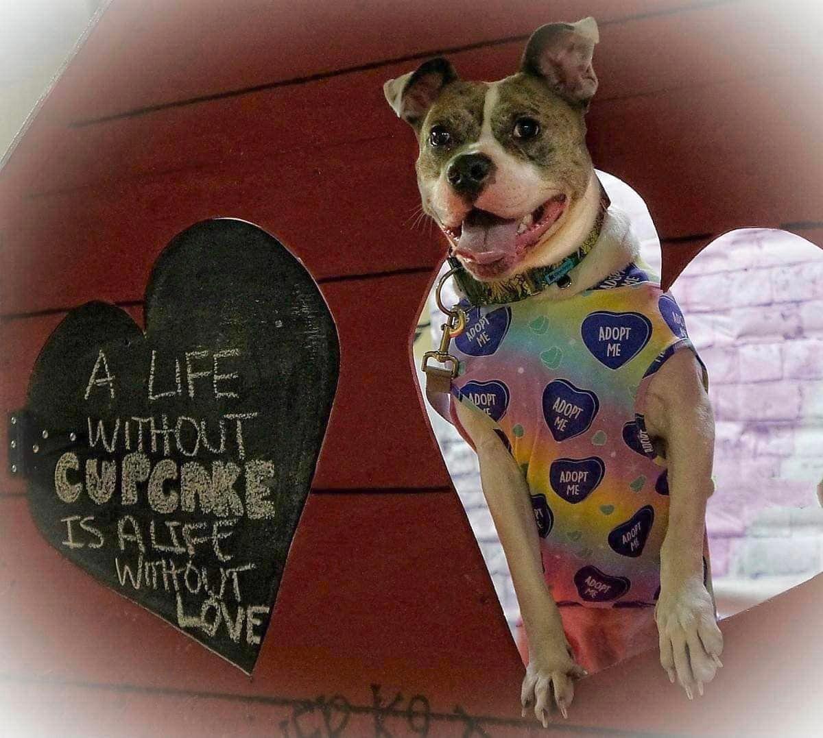 Cupcake