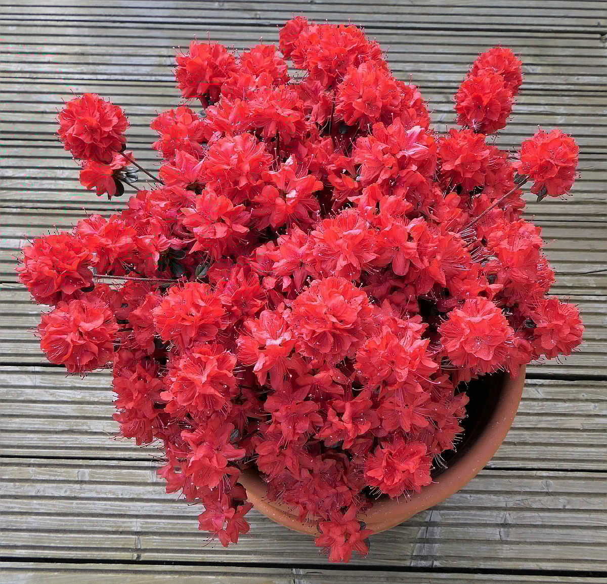 Close up of a cluster of potted Azalea flowers, the Azalea is among the toxic houseplants for dogs