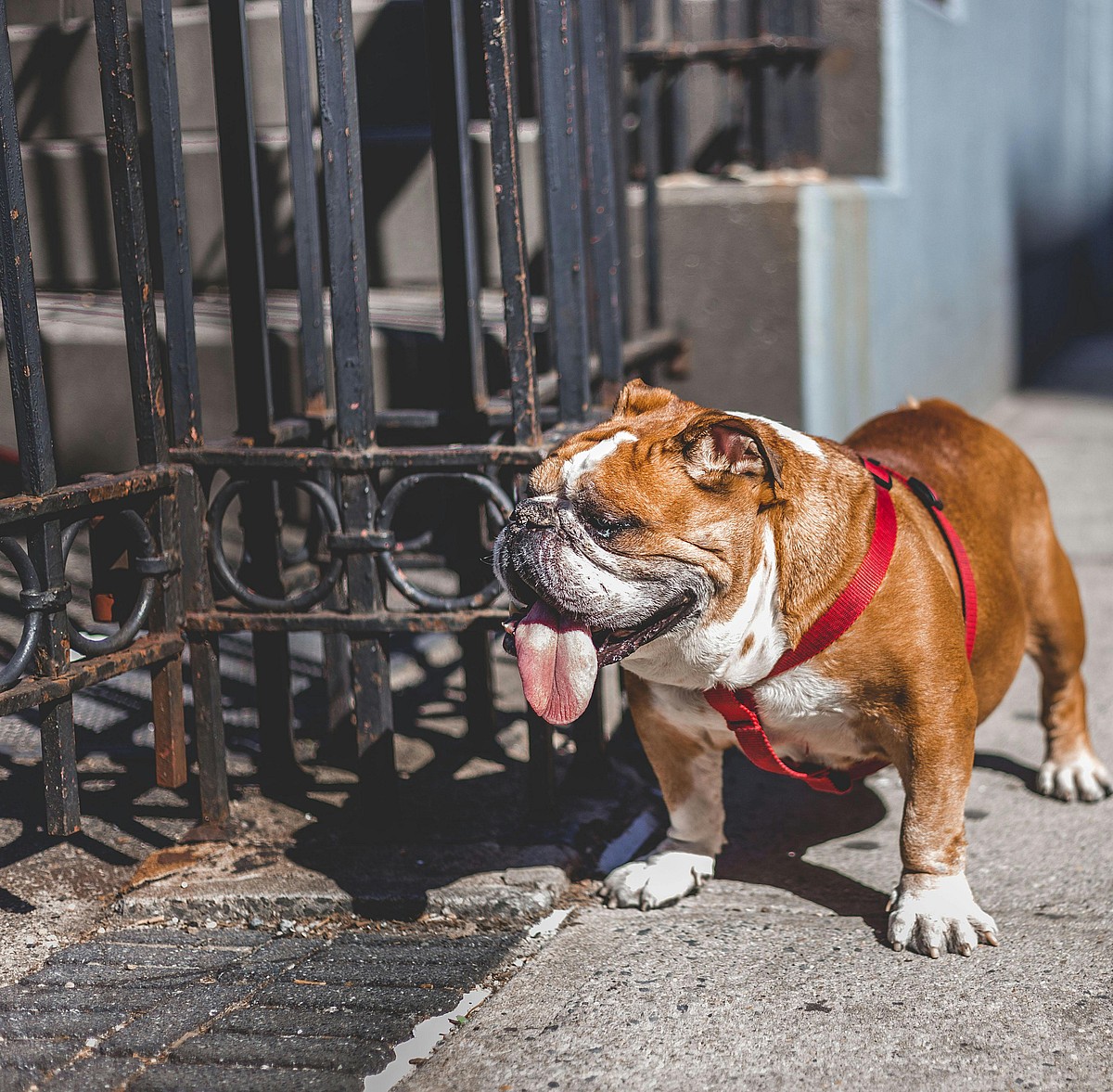 A brown and white English Bulldog with a red collar