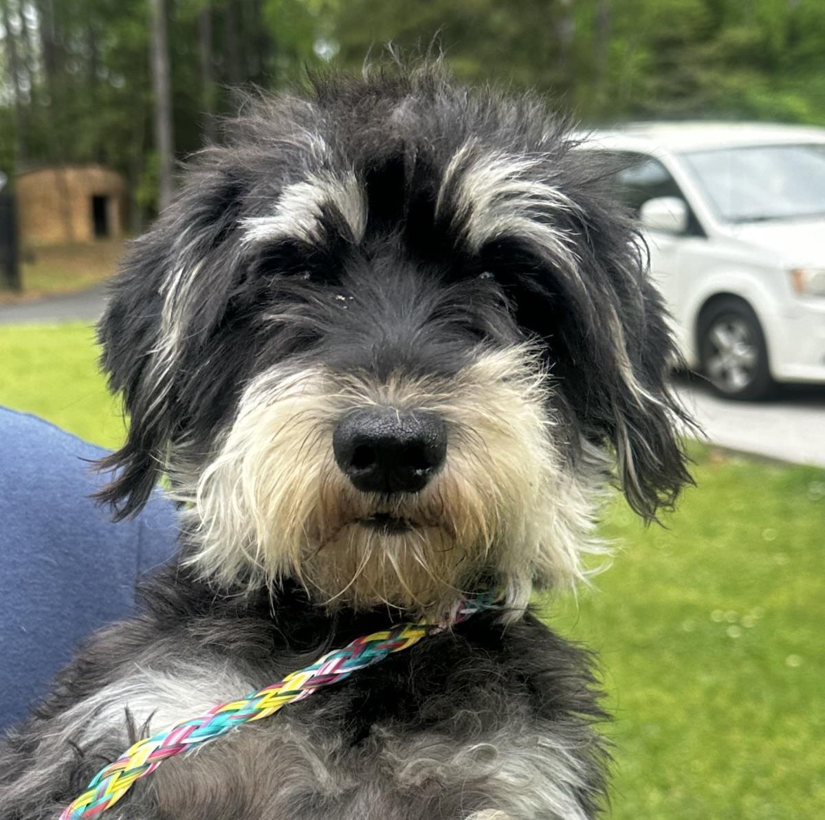 Daisy - Miniature Schnauzer