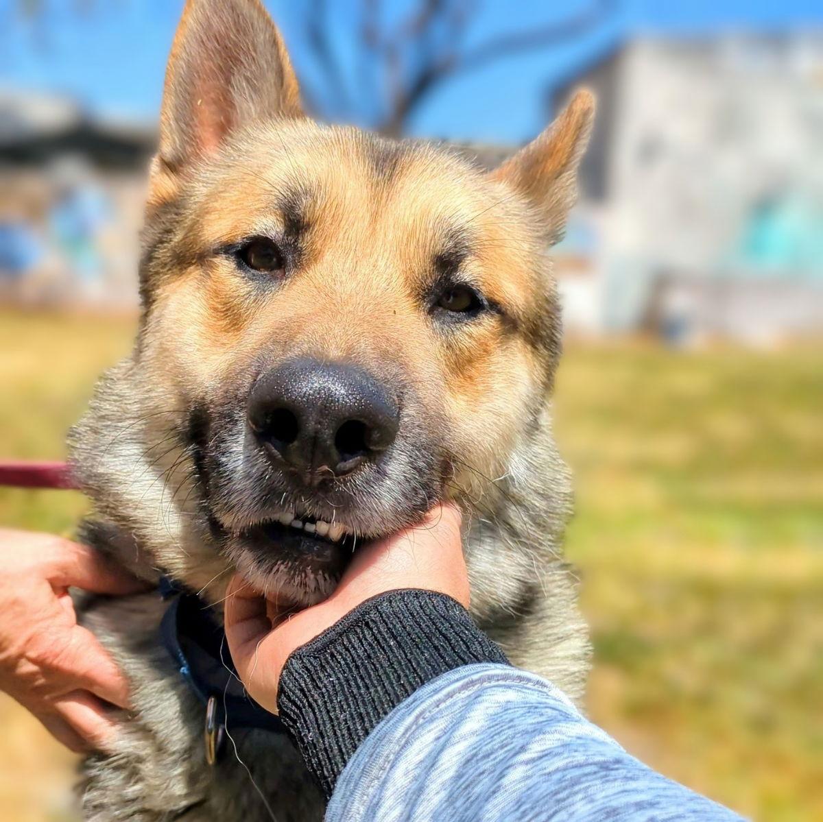 Hachi