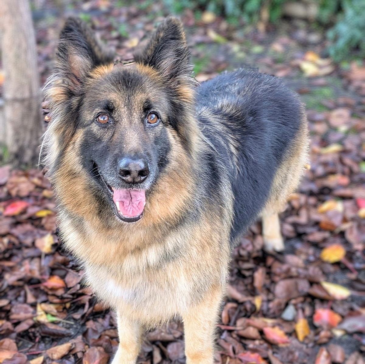 Kiko