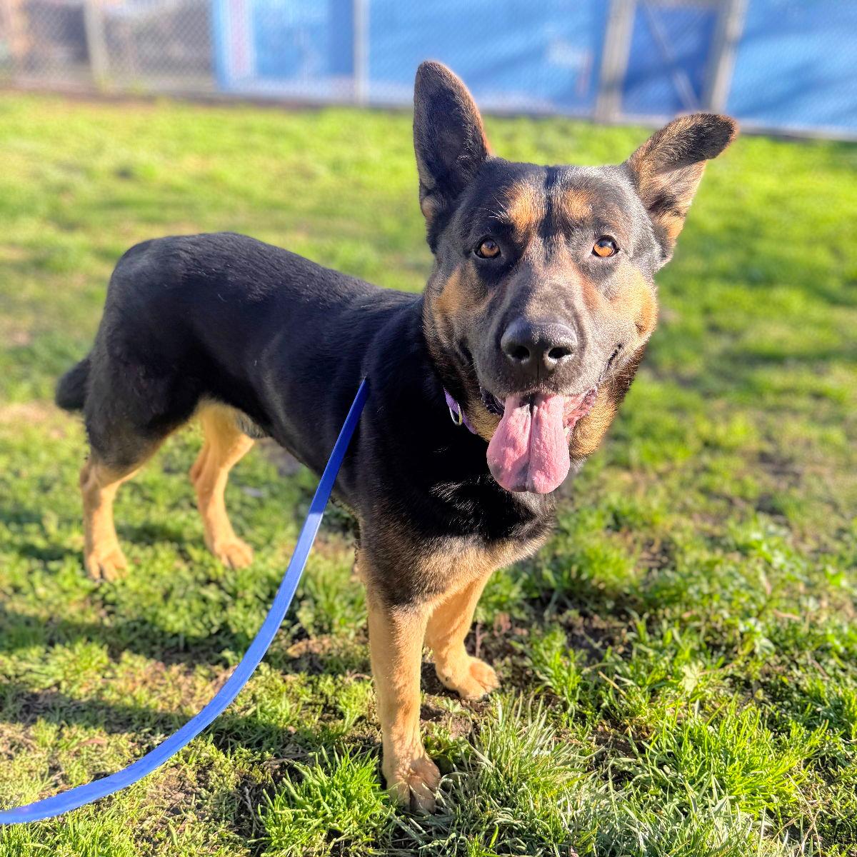 Sarge