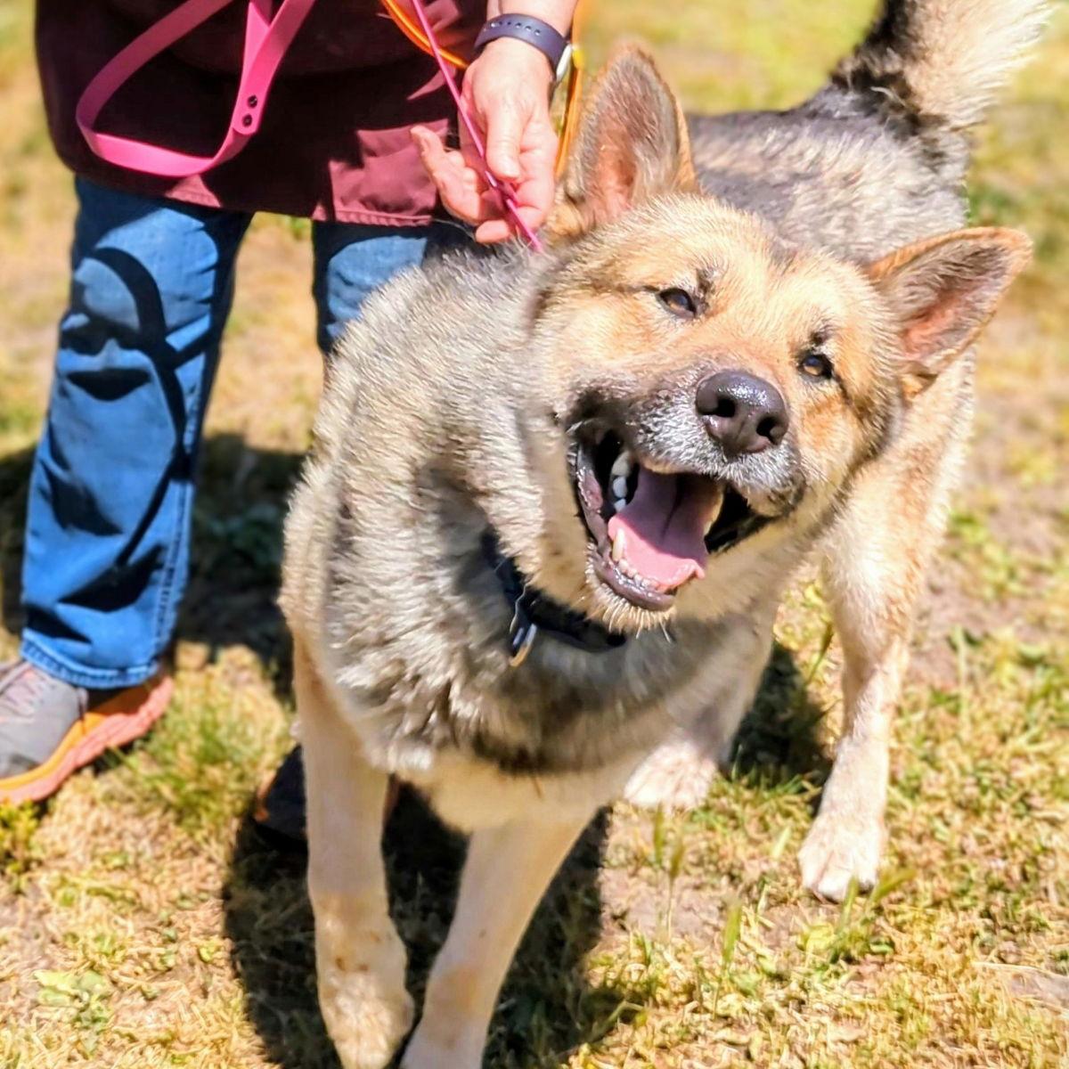 Hachi