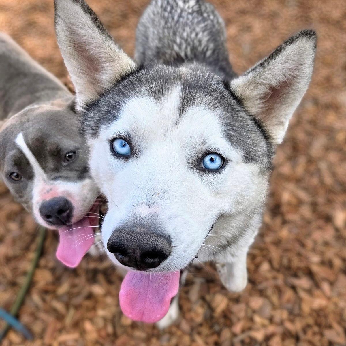 Zeus - Siberian Husky