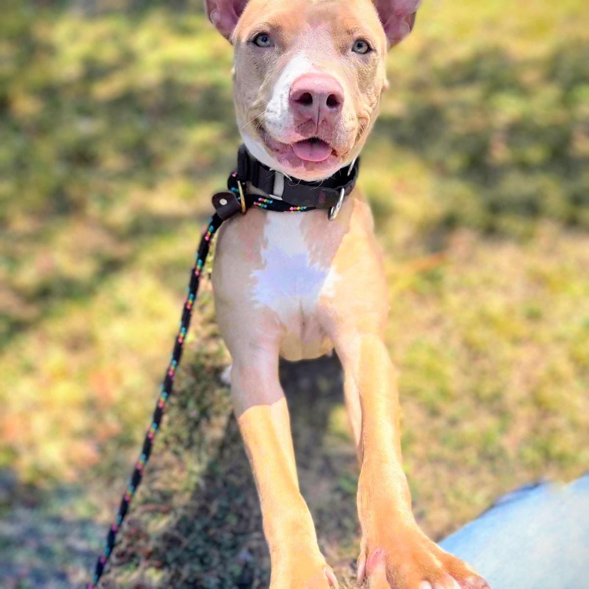 Cher - Pit Bull Terrier
