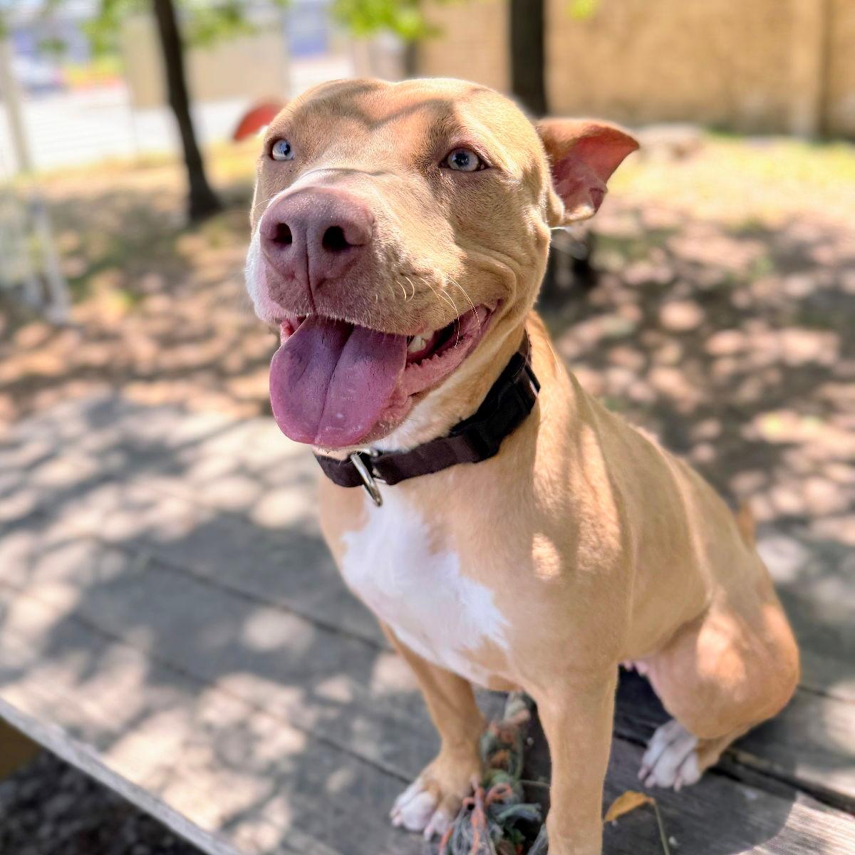 Cher - Pit Bull Terrier