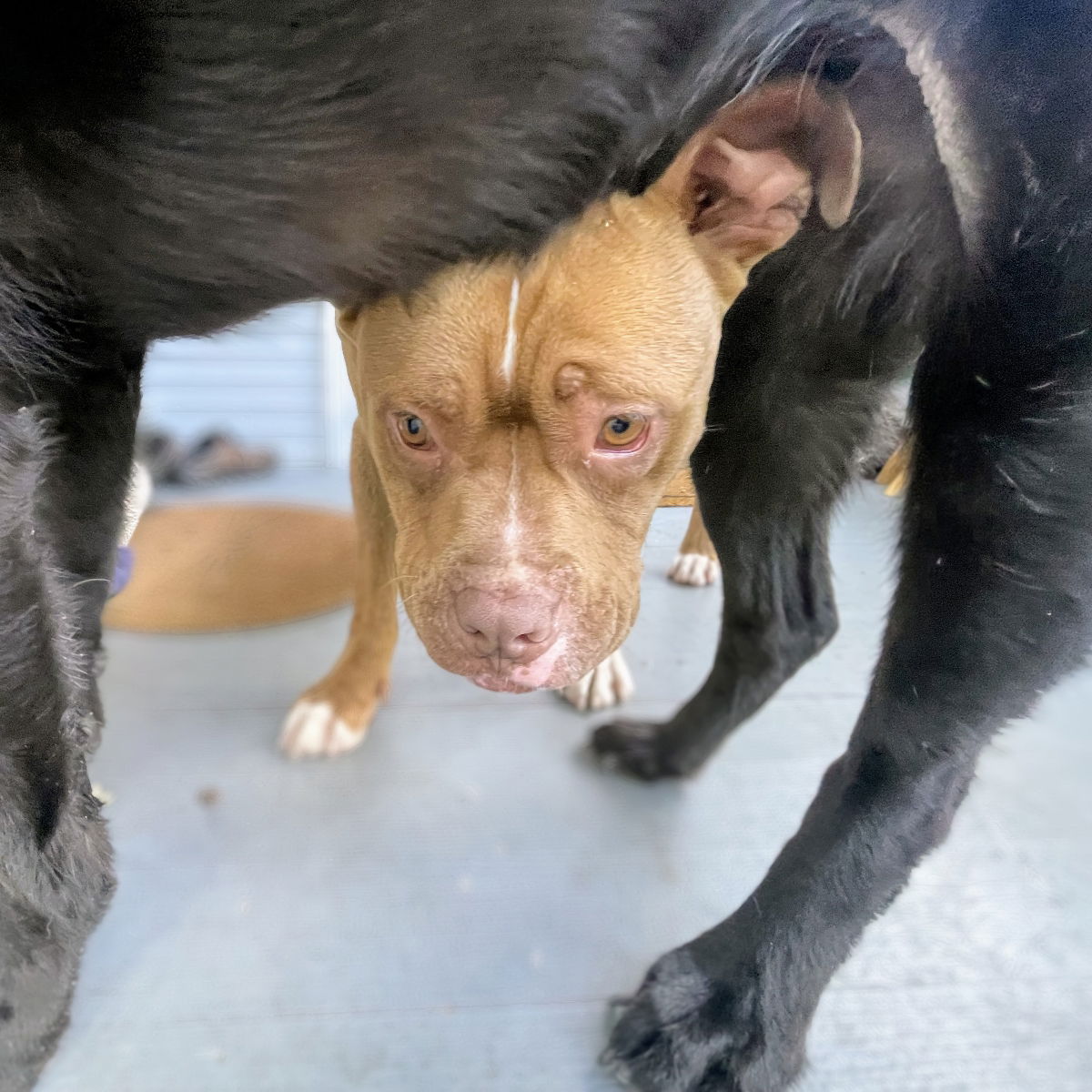 Jalen - American Pit Bull Terrier