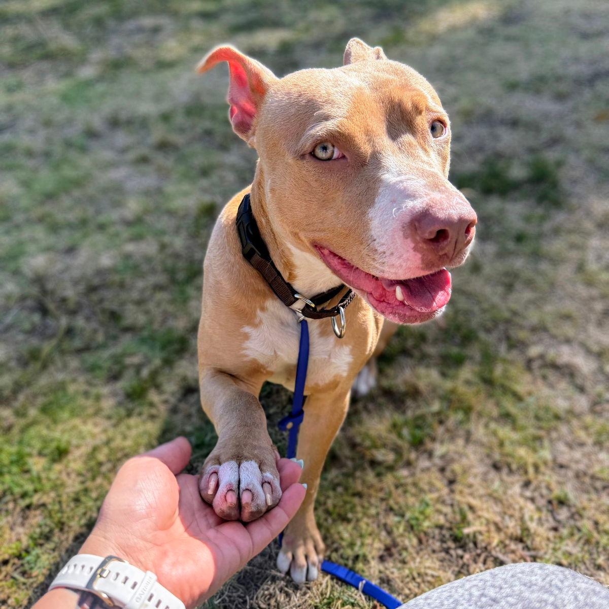 Cher - Pit Bull Terrier