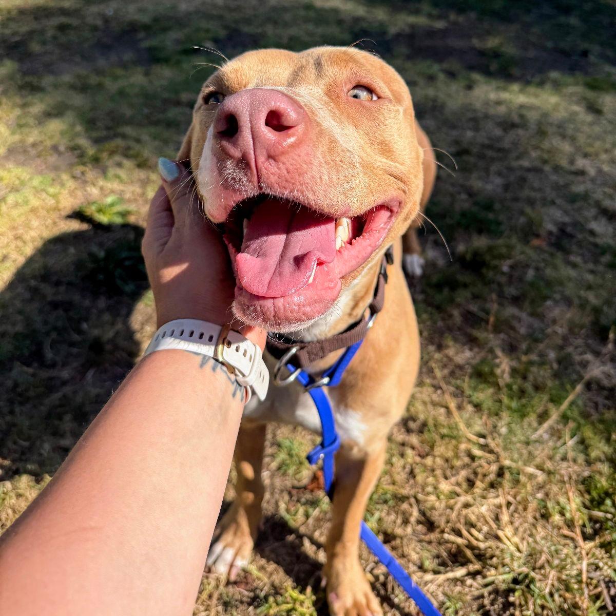 Cher - Pit Bull Terrier