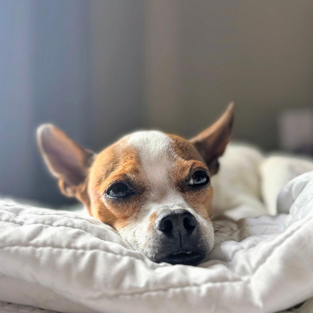 Vesper - Chihuahua