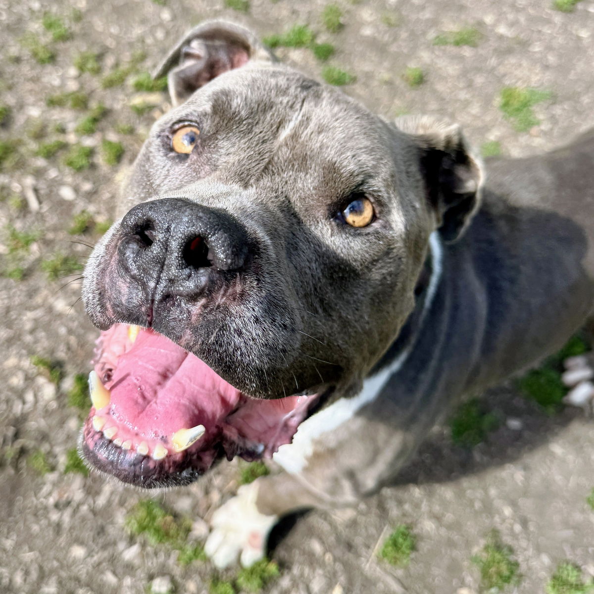 Blazer - American Pit Bull Terrier