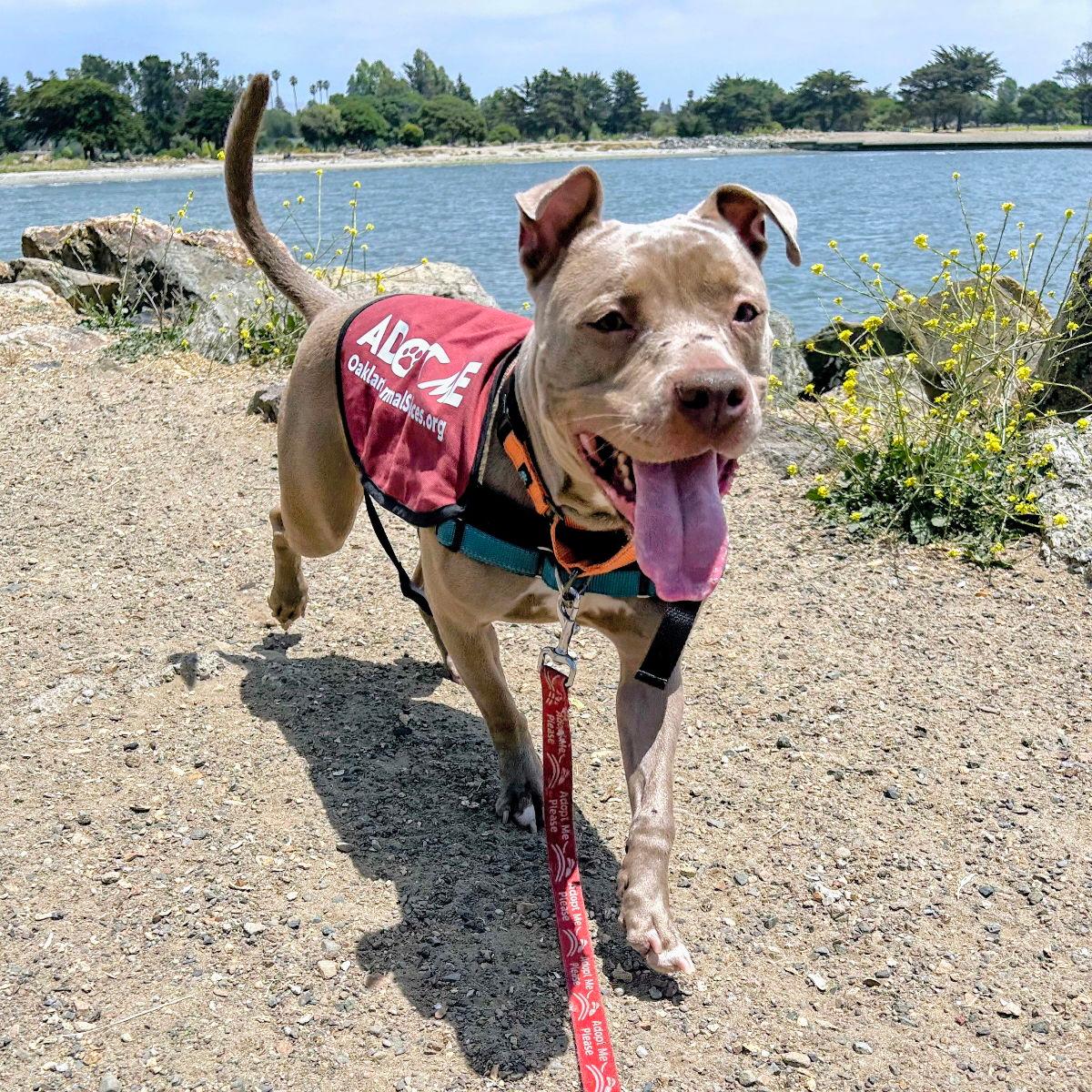 Egypt - American Pit Bull Terrier