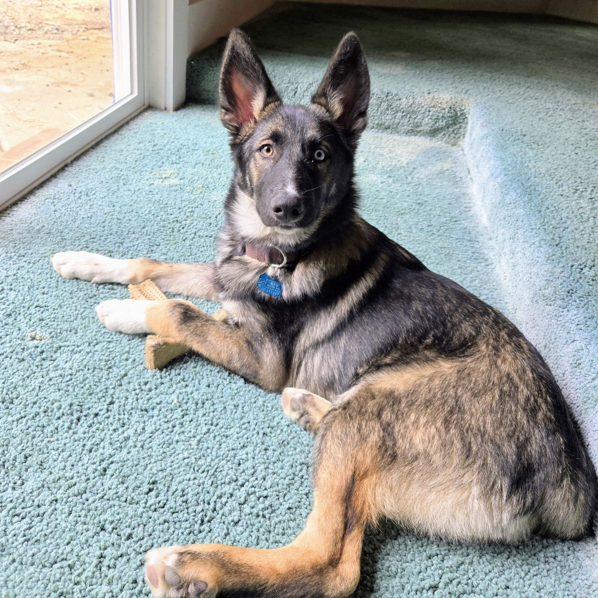 Reno - Shepherd