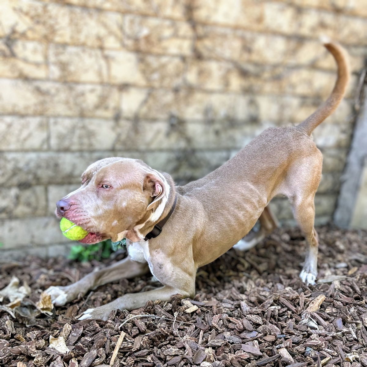 Ricky - Pit Bull Terrier