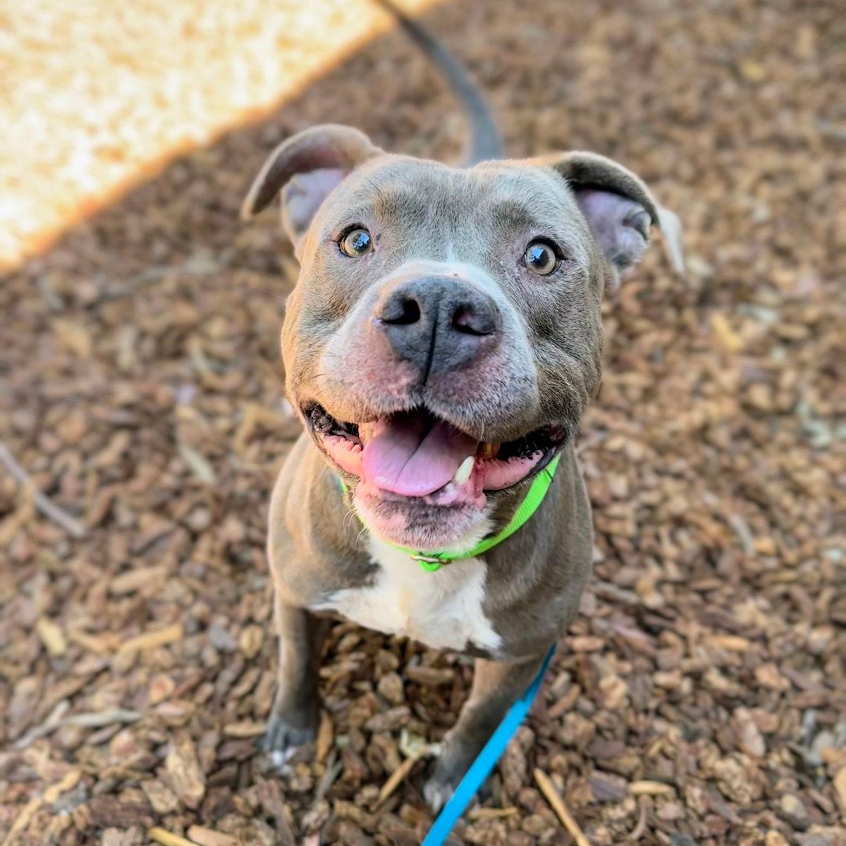 Alfalfa - Pit Bull Terrier