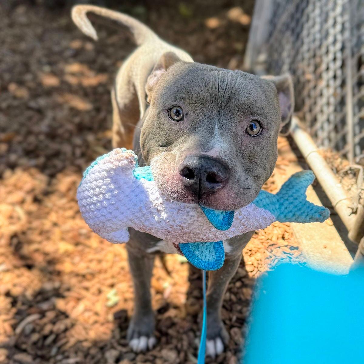 Alfalfa - Pit Bull Terrier