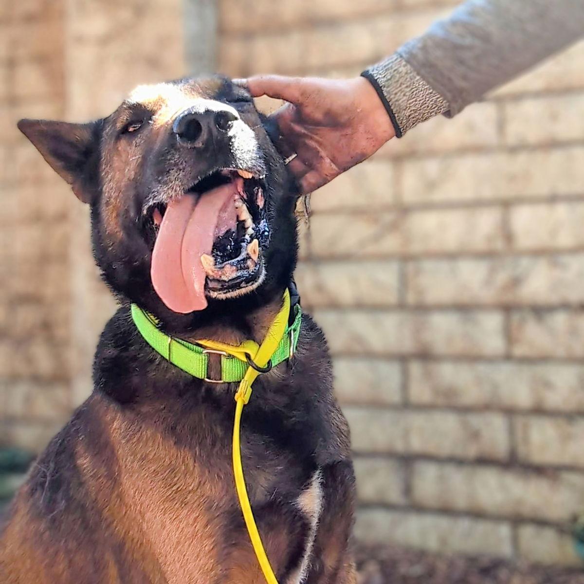 Ghirardelli - German Shepherd Dog