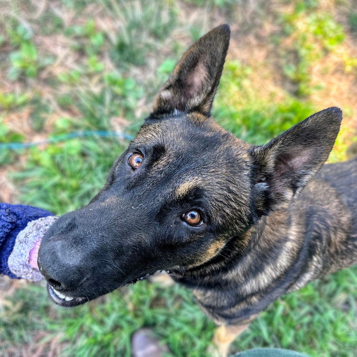 Kion - Belgian Shepherd Malinois