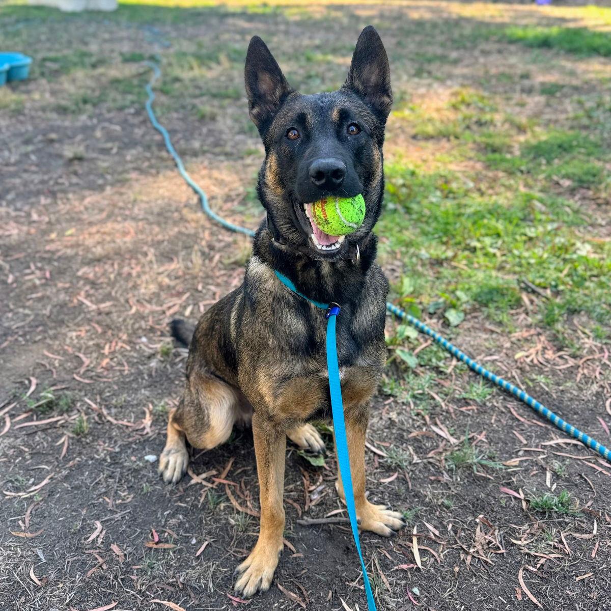 Kion - Belgian Shepherd Malinois