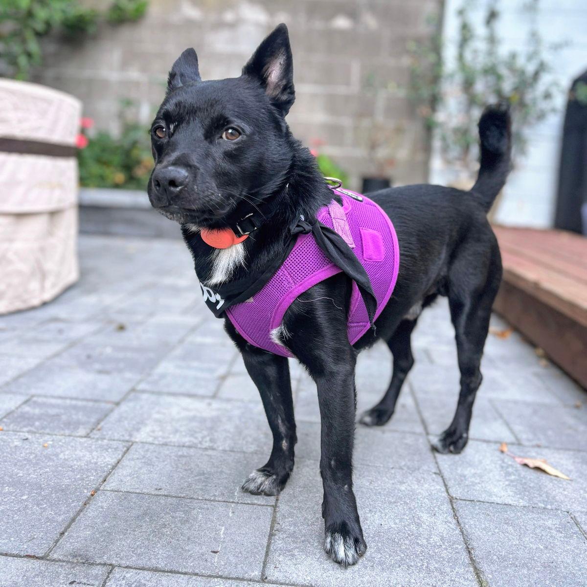 Tripper - Schipperke