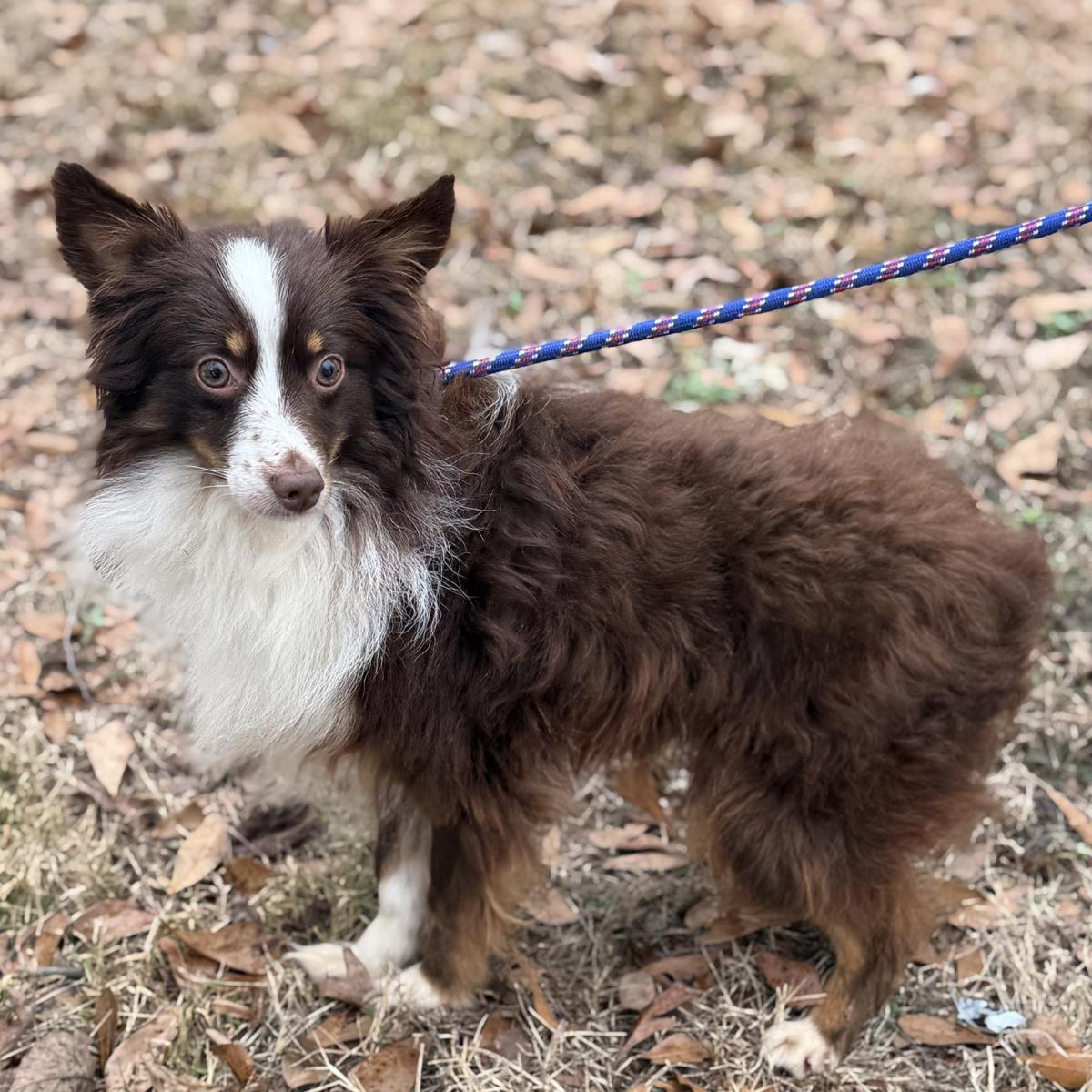 Henry - Australian Shepherd