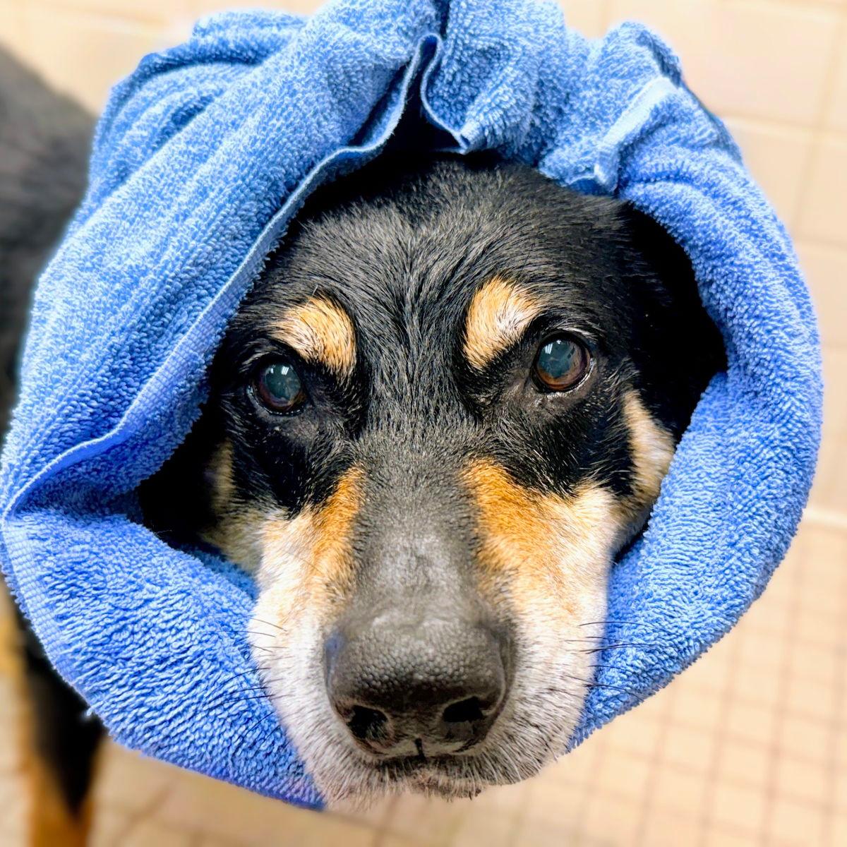 Tuscany - Shepherd