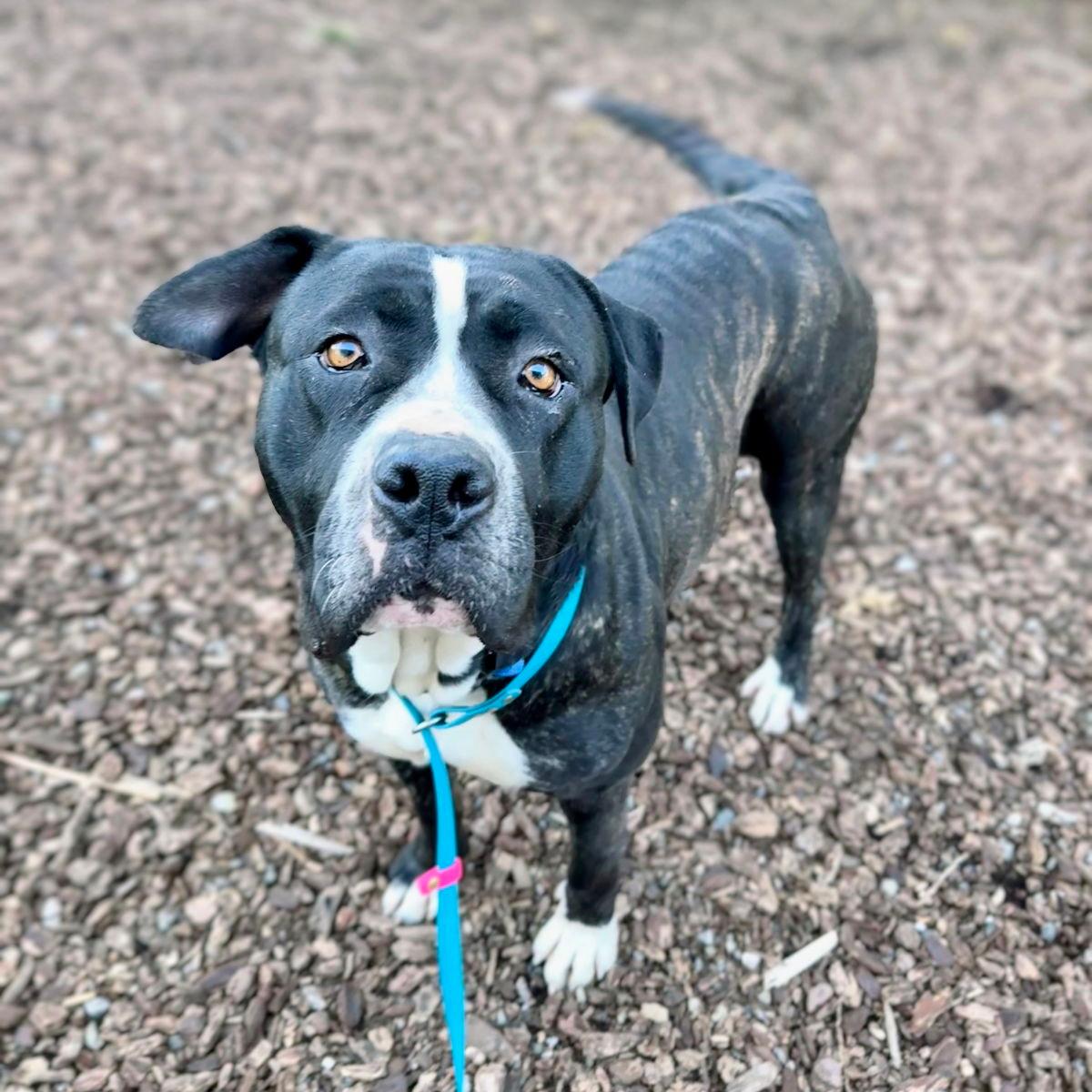 Serene - Pit Bull Terrier