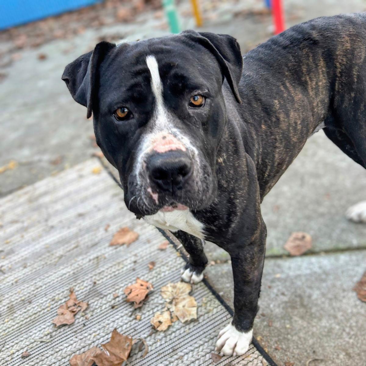 Serene - Pit Bull Terrier